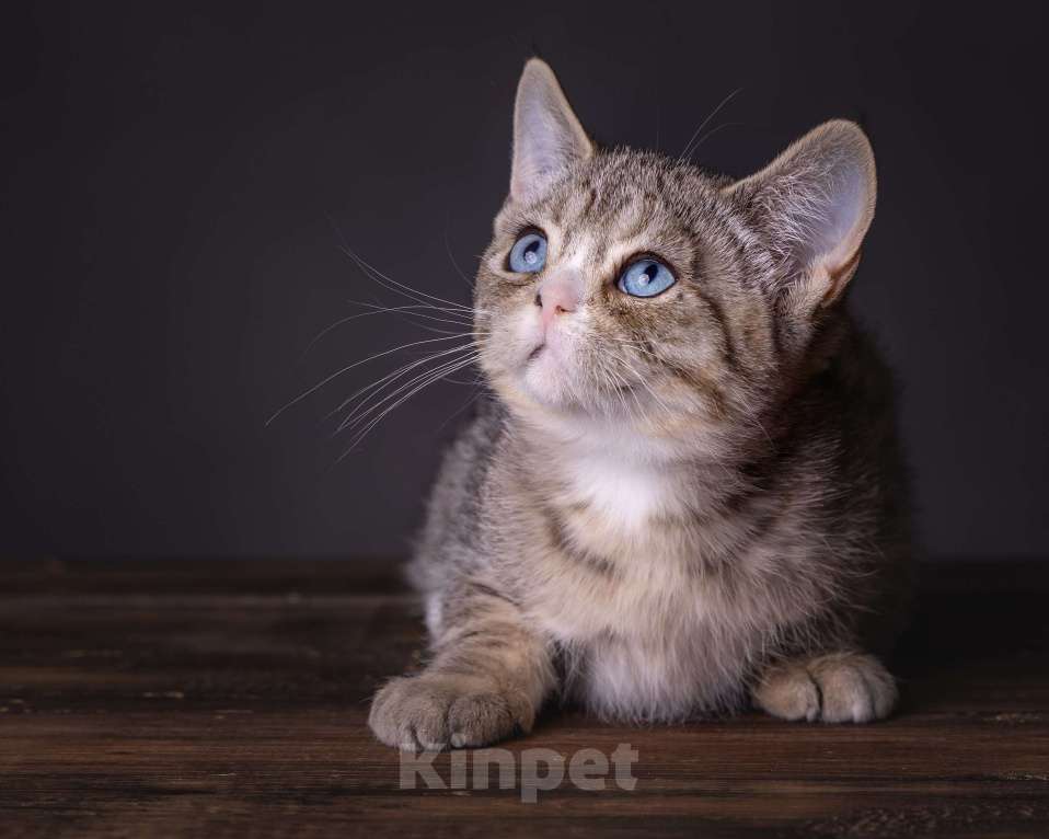 Кошки в Хабаровске: Девочка Девон-рекс дгг Девочка, 100 000 руб. - фото 1