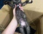 Кошки в Ульяновске: Милая кошечка Девочка, Бесплатно - фото 1