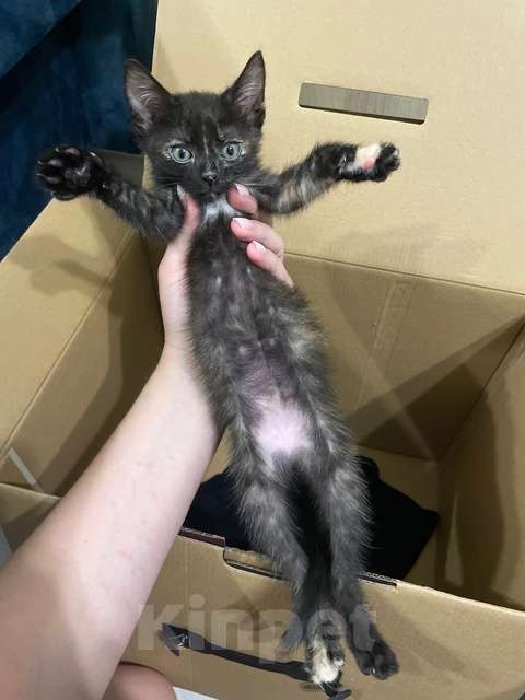 Кошки в Ульяновске: Милая кошечка Девочка, Бесплатно - фото 1