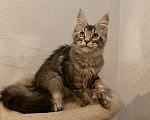 Кошки в Санкт-Петербурге: Котенок мейн-кун полидакт Мальчик, 60 000 руб. - фото 1