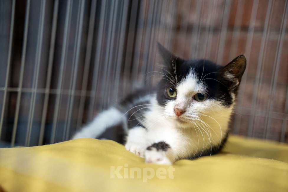 Кошки в Санкт-Петербурге: Феликс ищет дом Мальчик, Бесплатно - фото 3