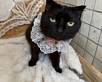 Кошки в Санкт-Петербурге: Кошечка Девочка, Бесплатно - фото 1