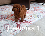 Собаки в Новосибирске: Той пудельки Девочка, 90 000 руб. - фото 1