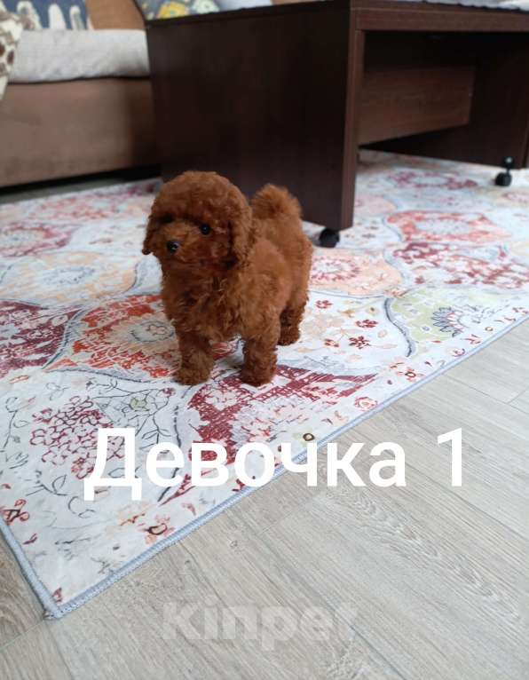 Собаки в Новосибирске: Той пудельки Девочка, 90 000 руб. - фото 1