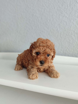 Щенки той пудель