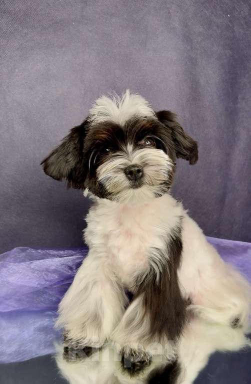 Собаки в Москве: Мальтипушка- минюшечная девочка. Девочка, Бесплатно - фото 3