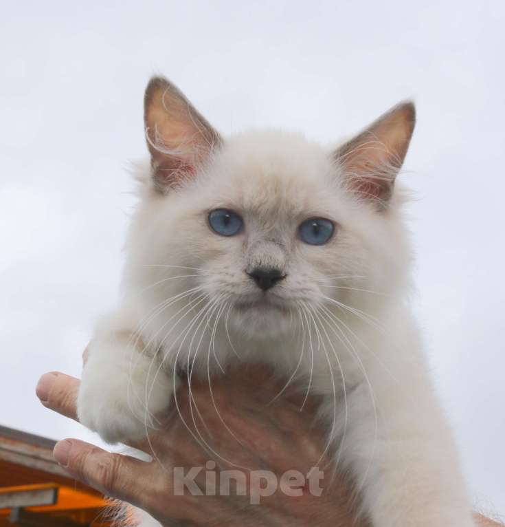 Кошки в Санкт-Петербурге: Котенок Рэгдолл 3 мес с метрикой и паспортом Мальчик, 30 000 руб. - фото 1