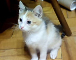 Кошки в Москве: Очаровательный котенок-девочка, 2 месяца Девочка, 1 000 руб. - фото 5