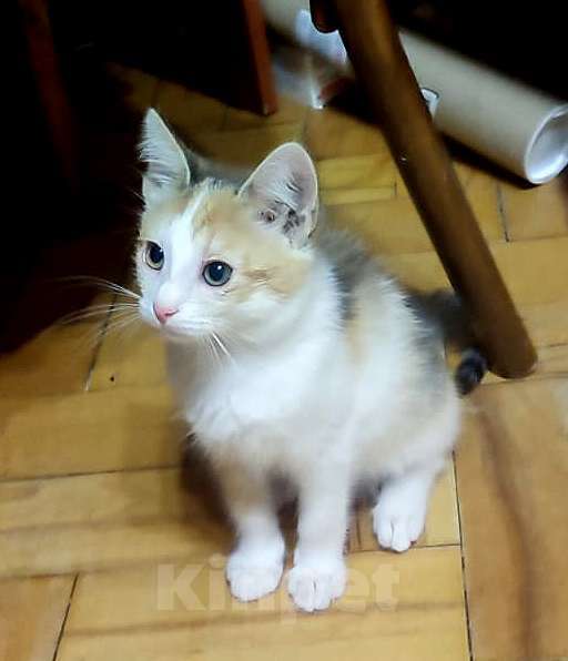 Кошки в Москве: Очаровательный котенок-девочка, 2 месяца Девочка, 1 000 руб. - фото 5