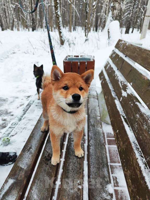 Собаки в Пензе: Сиба ину щенок верный компаньон Мальчик, Бесплатно - фото 8