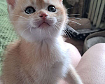 Кошки в Москве: Котенок британский. Мальчик Мальчик, 15 000 руб. - фото 3