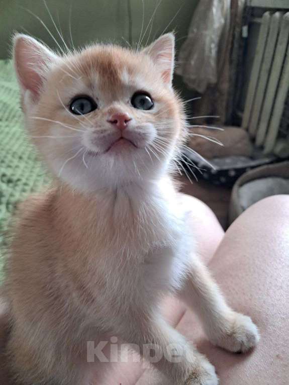 Кошки в Москве: Котенок британский. Мальчик Мальчик, 15 000 руб. - фото 3