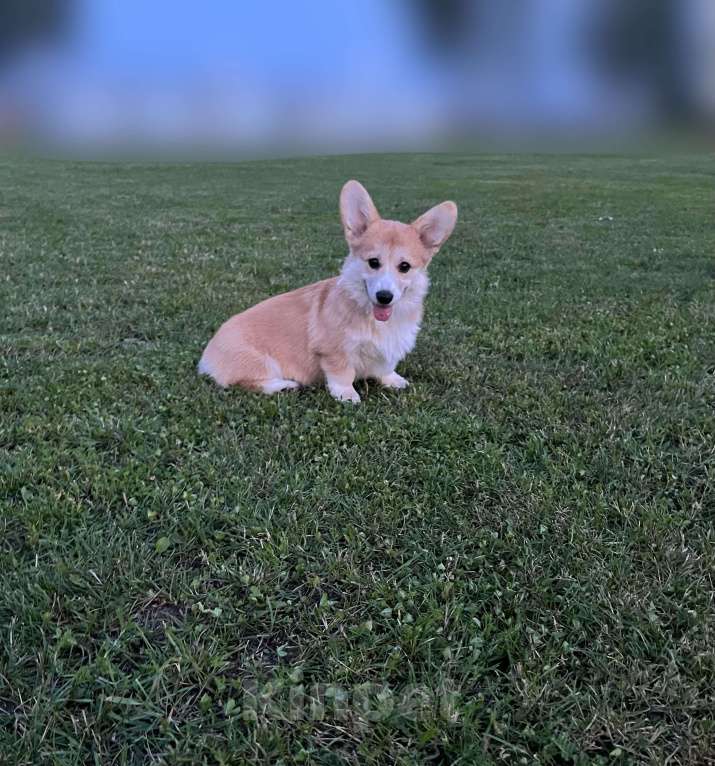 Собаки в Владимире: Щенок корги девочка  Девочка, 45 000 руб. - фото 3