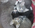 Кошки в Улане-Удэ: Отдам в хорошие руки красивых и умных котят 😻 Разнополые, Бесплатно - фото 5