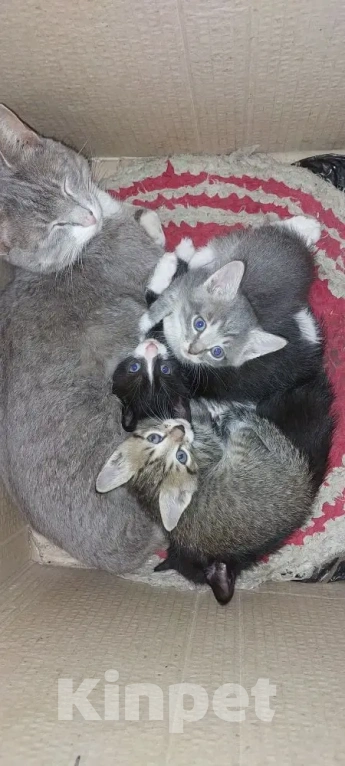 Кошки в Улане-Удэ: Отдам в хорошие руки красивых и умных котят 😻 Разнополые, Бесплатно - фото 5