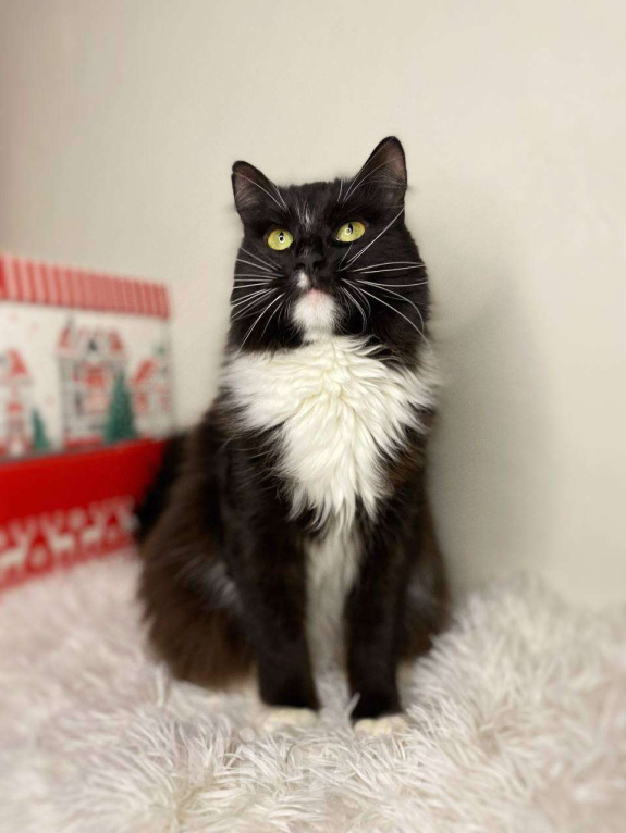 Кошки в Балашихе: Миртл Девочка, Бесплатно - фото 1