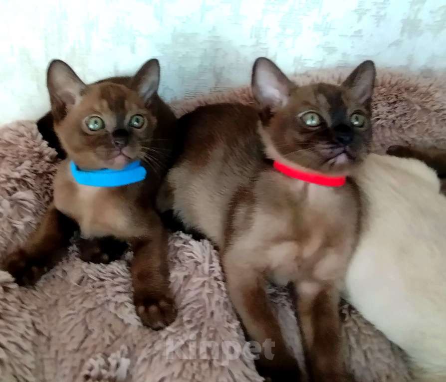 Кошки в Ковровом: Флер де лилу В Девочка, 30 000 руб. - фото 2