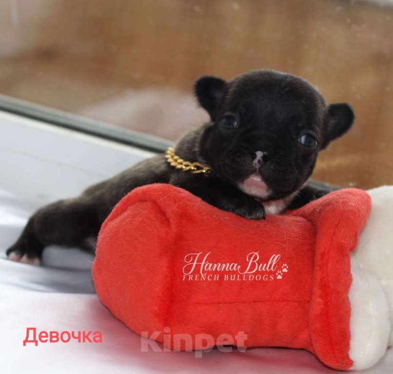 Собаки в Москве: Щенки французского бульдога от чемпионов Разнополые, 30 000 руб. - фото 6
