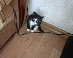 Кошки в Нижнекамске: Подарю котят в добрые руки Мальчик, Бесплатно - фото 8