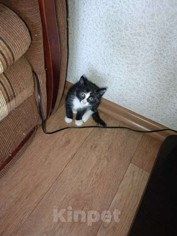 Кошки в Нижнекамске: Подарю котят в добрые руки Мальчик, Бесплатно - фото 3