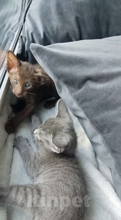 Кошки в Москве: Ориентальная девочка Девочка, 65 000 руб. - фото 3