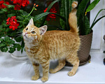 Кошки в Москве: Восхитительно рыжий Рыжик, чудо, а не котенок Мальчик, Бесплатно - фото 6