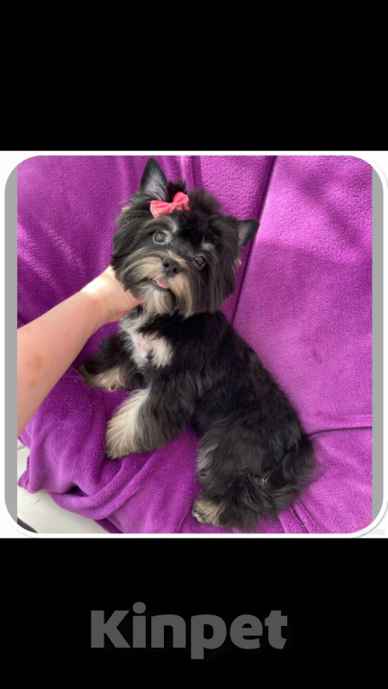 Собаки в Москве: Взрослый йорк девочка для разведения стандарт Девочка, 90 000 руб. - фото 3