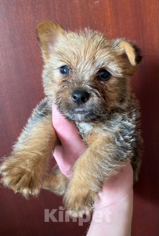 Собаки в Москве: Щенки норвич терьер Разнополые, Бесплатно - фото 4