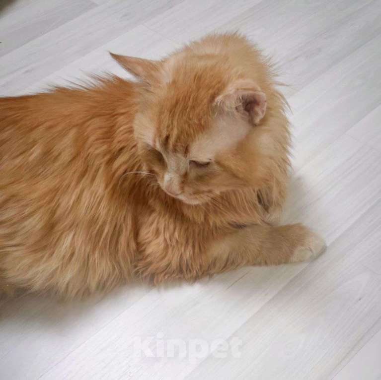 Кошки в Москве: Хозяева выкинули Твикса на улицу в мороз Мальчик, Бесплатно - фото 3