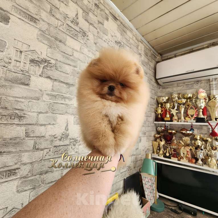 Собаки в Москве: Шикарная курносая супер меховая девочка померанского шпица Девочка, Бесплатно - фото 2