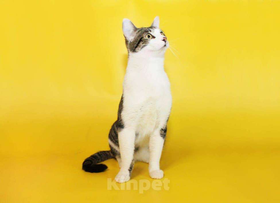 Кошки в Москве: котенок Митя ищет дом Мальчик, Бесплатно - фото 1