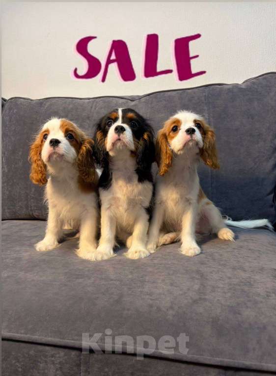 Собаки в других городах Ленинградской области: Щенки кавалер‑кинг‑чарльз‑спаниель Разнополые, 70 000 руб. - фото 6