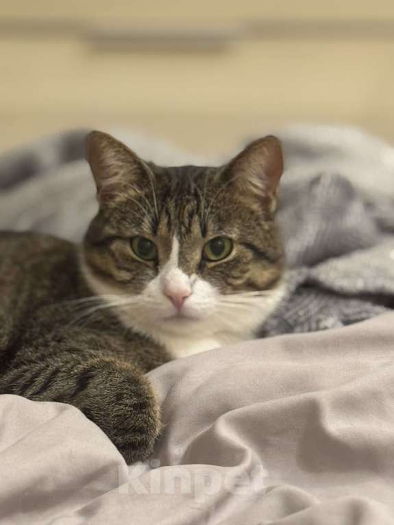 Кошки в Санкт-Петербурге: Потерялась кошка  Девочка, 20 000 руб. - фото 3