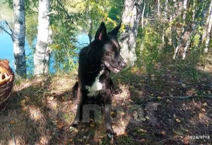 Собаки в Нижнем Новгороде: пропала собака Мальчик, 5 000 руб. - фото 5