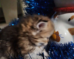 Кошки в Москве: Шотландские  котята  Мальчик, 25 000 руб. - фото 4