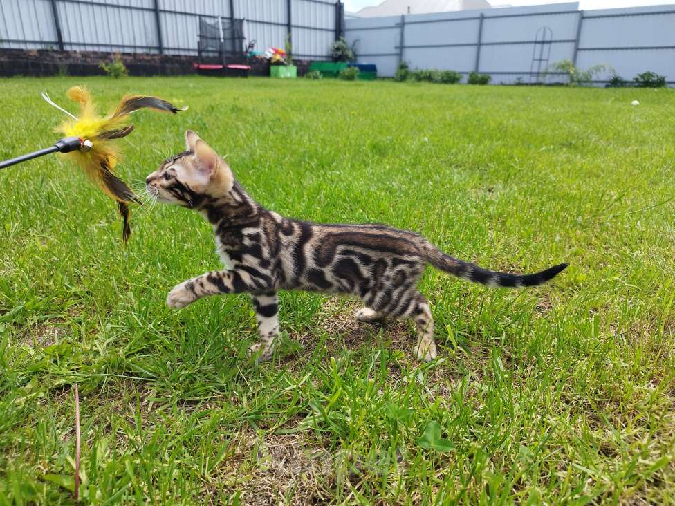 Кошки в Ярославле: Бенгальский  мальчик  Мальчик, 65 000 руб. - фото 4