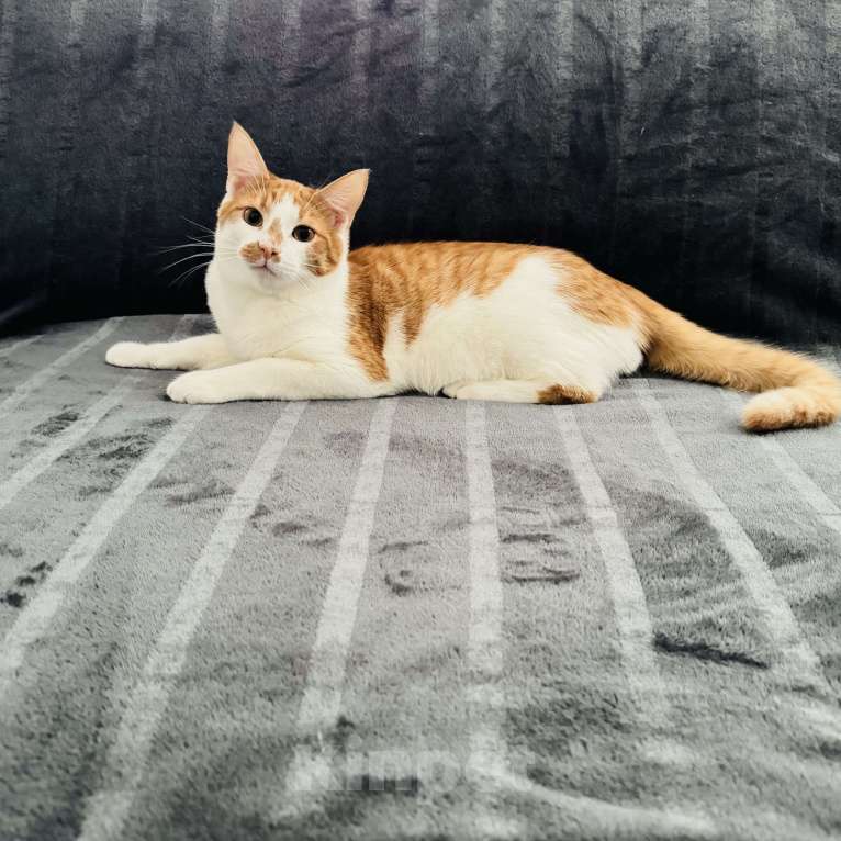 Кошки в Москве: Рыжий котенок в добрые руки Мальчик, Бесплатно - фото 5