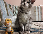 Кошки в Новосибирске: Котятки мейн-кунятки Девочка, Бесплатно - фото 3