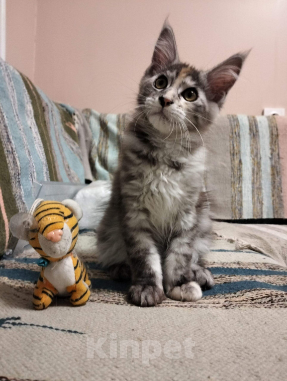 Кошки в Новосибирске: Котятки мейн-кунятки Девочка, Бесплатно - фото 3