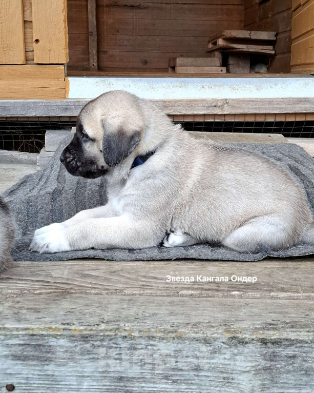 Собаки в других городах Московской области: Щенки кангала от Чемпионов Турции  Мальчик, Бесплатно - фото 6