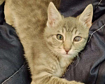 Кошки в Краснодаре: Полосатый мальчик Тишка Мальчик, Бесплатно - фото 1