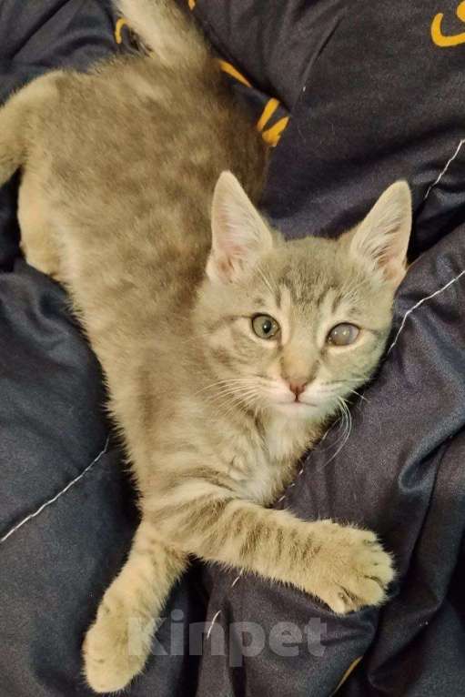 Кошки в Краснодаре: Полосатый мальчик Тишка Мальчик, Бесплатно - фото 1