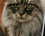 Кошки в Городце: Сибирский Черныш, 500 руб. - фото 3