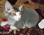 Кошки в Ачинске: Донской сфинкс продам, 100 руб. - фото 4