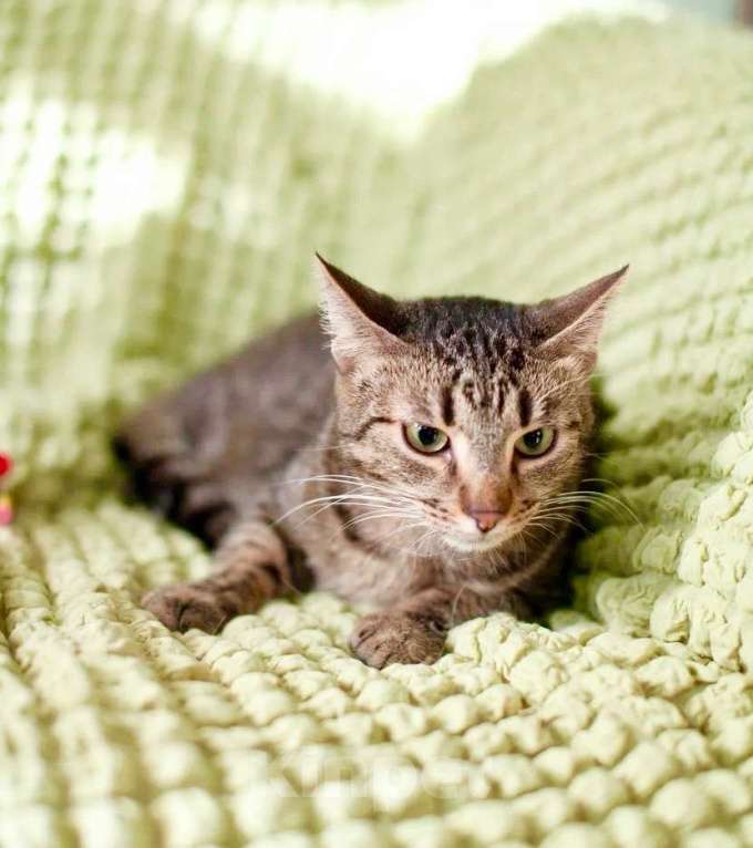 Кошки в Москве: Очаровательный котик Финик в добрые руки Мальчик, Бесплатно - фото 5