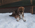 Собаки в других городах Московской области: Алабай Девочка, 50 000 руб. - фото 1