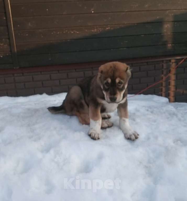 Собаки в других городах Московской области: Алабай Девочка, 50 000 руб. - фото 1