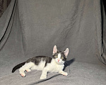 Кошки в Москве: Котёнок в дар , Котёнок в добрые руки , Котёнок даром Мальчик, Бесплатно - фото 4