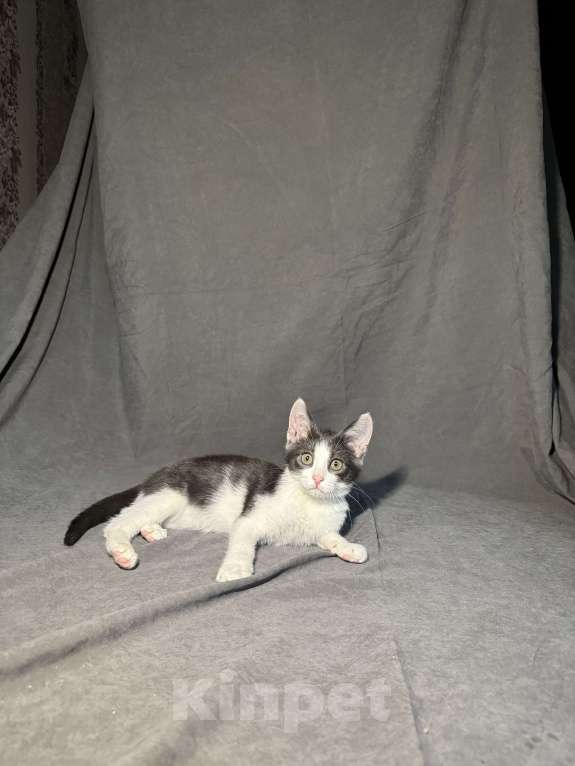 Кошки в Москве: Котёнок в дар , Котёнок в добрые руки , Котёнок даром Мальчик, Бесплатно - фото 4