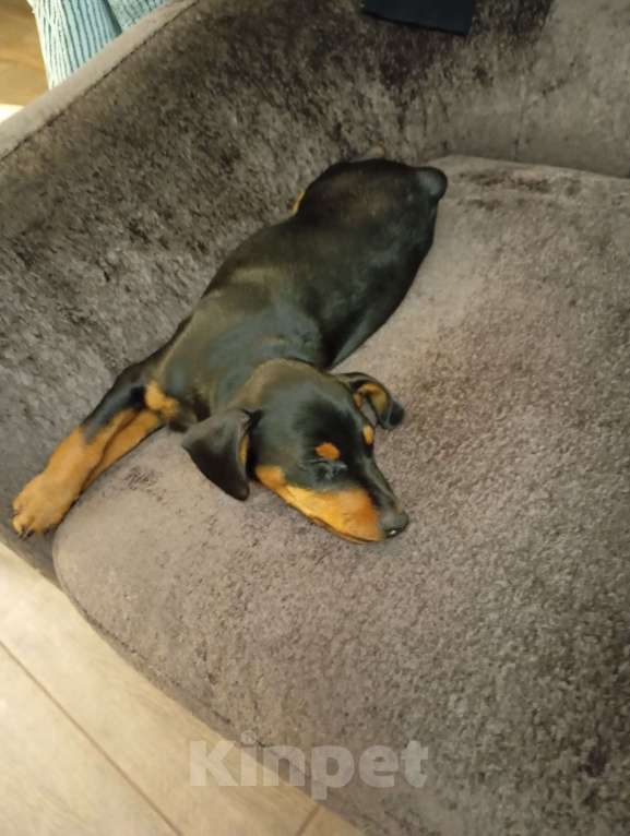 Собаки в других городах Краснодарского края: Крепкий Мальчуган Ной Неман Мальчик, 35 000 руб. - фото 6